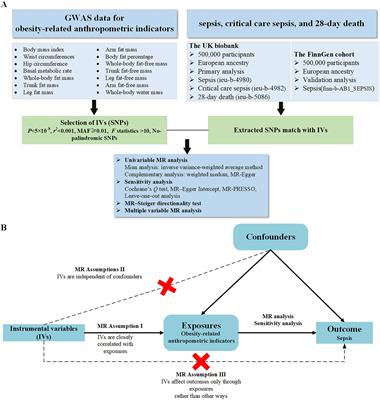 Causal relationships between obesity-related anthropometric indicators and sepsis risk: a Mendelian-randomization study